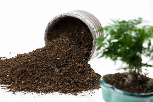 花草知人心,絢爛生活用花擎園藝用品來打造