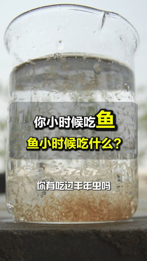 奇特的種魚餌料 孵化方式是怎么樣的呢 精品豐年蟲 豐年蝦干 工廠化養(yǎng)殖 豐年蝦卵 孵化率 水產(chǎn)養(yǎng)殖 養(yǎng)殖