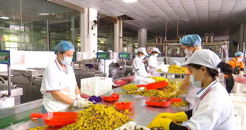 12家辣椒烘干線企業 6家辣椒制品廠,助推播州辣椒更好更快走向市場