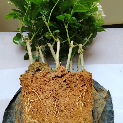 茉莉花專用土營養土富硒紅泥土黃土適合茶花牡丹花肥沃無蟲害酸性