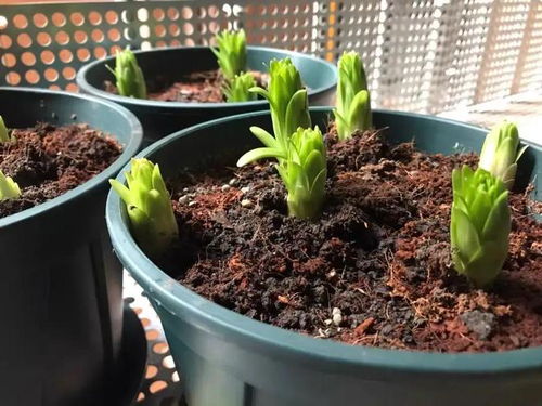 成品營養土未必是好土 ,奸商太多,加了椰糠,好土變壞土