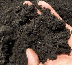 值得買,整個夏天,讓你的陽臺鮮花不斷,秘訣原來是這東西