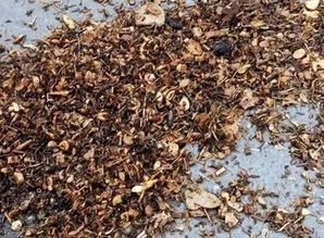 變廢為寶自制家庭花肥營養土 不臭還能省一筆錢...