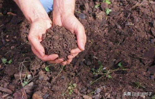 這三種材料是土的原型,制作營養土就找它們,比珍珠巖還棒