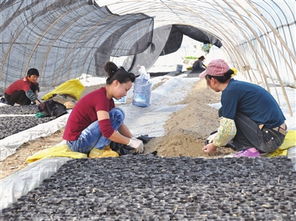 今日玉環數字報刊平臺