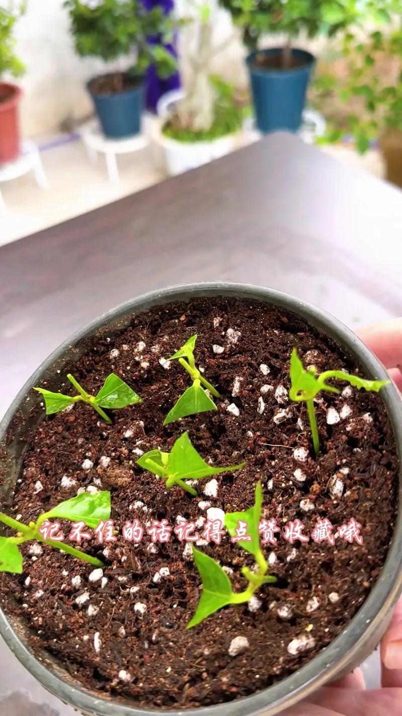 茉莉花扦插教程.材料:茉莉花,水,疏松透氣的營養土