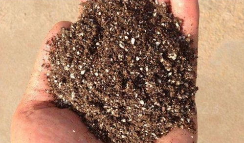 換盆后,這樣做,舊土 秒變 營養土,又省了一波買土錢 土壤