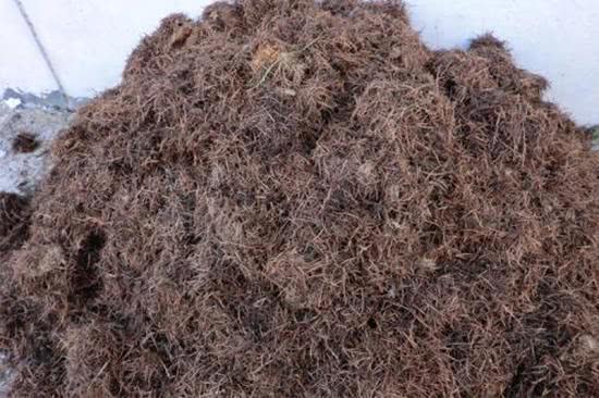 有一種營養土,開春正好用,肥力比普通的要豐厚,養花好處多