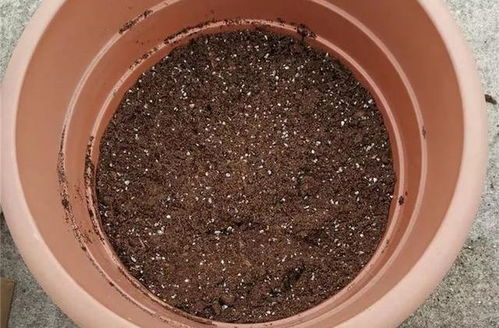 養百合花真上癮,長的快 開花多,寓意還好,每個品種都想養 種球