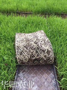 涪陵泥炭土與營(yíng)養(yǎng)土的購(gòu)買(mǎi)指南