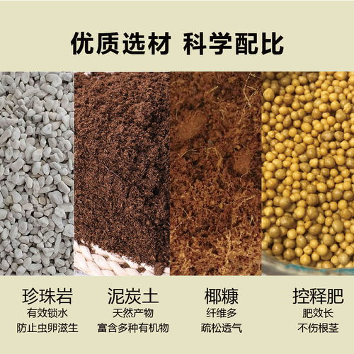 衛生間適合種植的幾種花草 清新空氣，無需陽光，營養土培植更佳