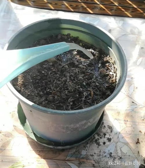 秋日煥新 舊花盆土三天變身肥沃營養(yǎng)土，藍(lán)妖教你簡單操作